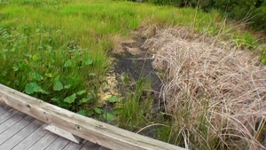 EuroSexParties - Alisa Ford is a bald brunette