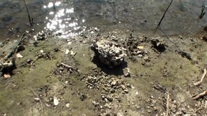 Big Naturals: Busty Alex Chance dick sucking sex tape